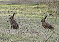 KW 42: Feldhasen im Naturpark Nossentiner/Schwinzer Heide