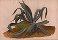 Johan Christian Dahl - Study of an Agave - NG.M.03216 - National Museum of Art, Architecture and Design.jpg