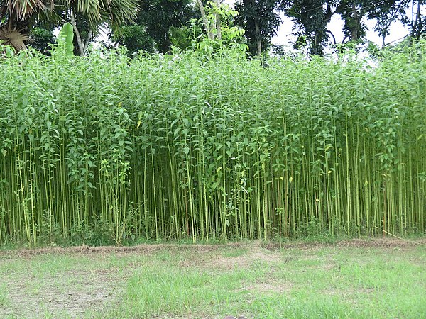 A jute field in Bangladesh