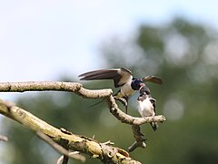 Vienas iš tėvų maitinantis palikusį lizdą jauniklį