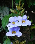 Thumbnail for File:KAD2528-Thunbergia grandiflora-Dandeli-KA.jpg