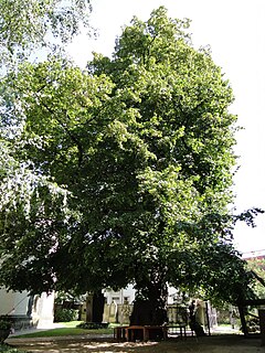 <span class="mw-page-title-main">Kaditz Lime Tree</span>