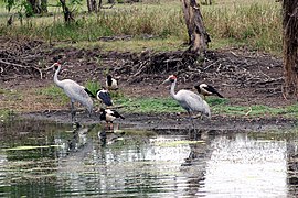 Brolga and magpie geese