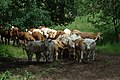 Čeština: Stádo krav v Kamýku u Bezdružic v Karlovarském kraji English: Cattle in Kamýk near Bezdružice, Karlovy Vary Region, CZ