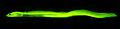 Kaupichthys brachychirus biofluorescence.jpg