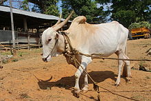 Фотография Кулёйра, на которой изображена белая корова с длинной головой, морщинистым лбом и длинными рогами, отведенными назад.