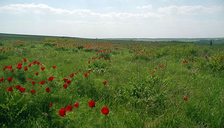 Старейший степной заповедник. Хомутовская степь заповедник. Заповедники Донбасса Хомутовская степь. Хомутовская степь в Донецкой области. Хомутовская степь растения.