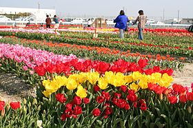 Kitajima Tulip Park 01.jpg