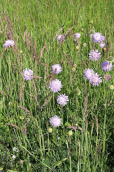 File:Knautia arvensis.jpg