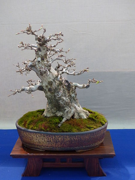 File:Koreai gyertyán - bonsai.JPG