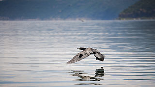 <span class="mw-page-title-main">Wildlife of North Macedonia</span>