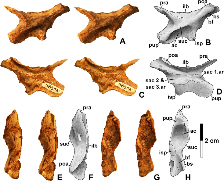 File:Kwanasaurus ilium 1.png