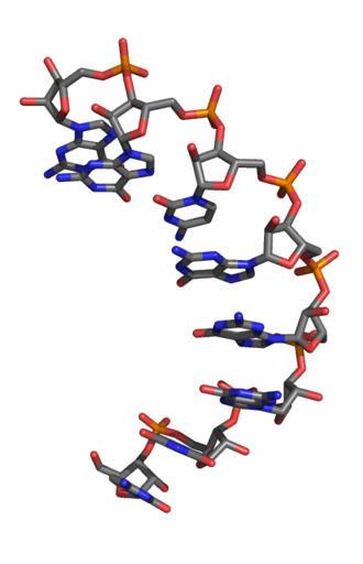 3-D structural model of an L-RNA aptamer fragment L-RNA3D.png