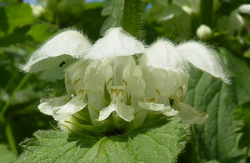 File:Lamium album J2.jpg