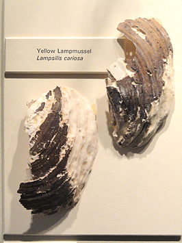 Lampsilis cariosa