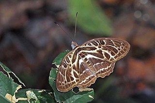 <i>Catuna angustatum</i> Species of butterfly