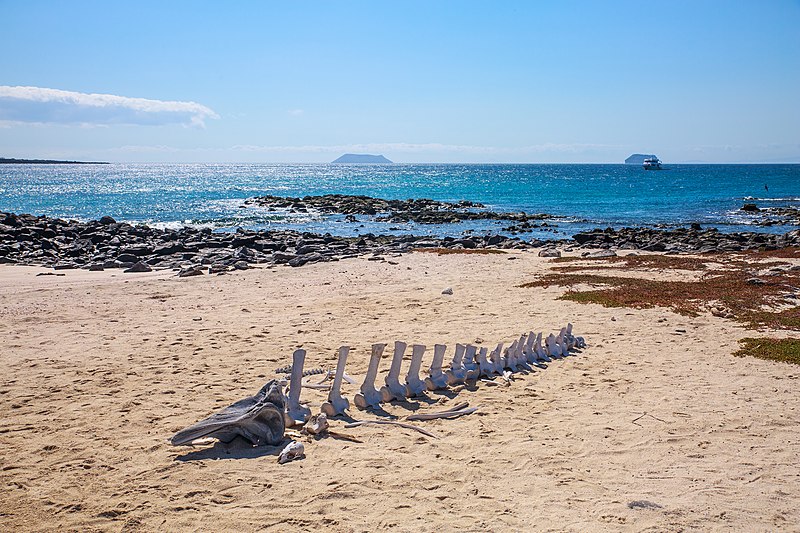 File:Last excursion, to Isla Mosquera - this small whale has seen better days!! (16504917299).jpg