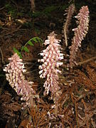 Lathraea japonica