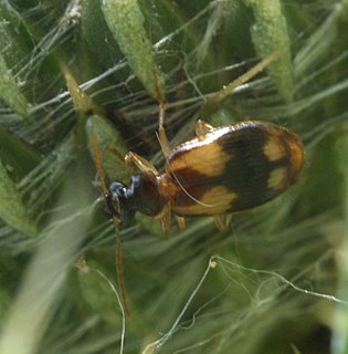 <i>Lebia ornata</i> Species of beetle