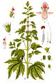 Leonurus cardiaca vol. 11 - plate 41 in: Jacob Sturm: Deutschlands Flora in Abbildungen (1796)