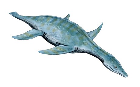 Leptocleidus