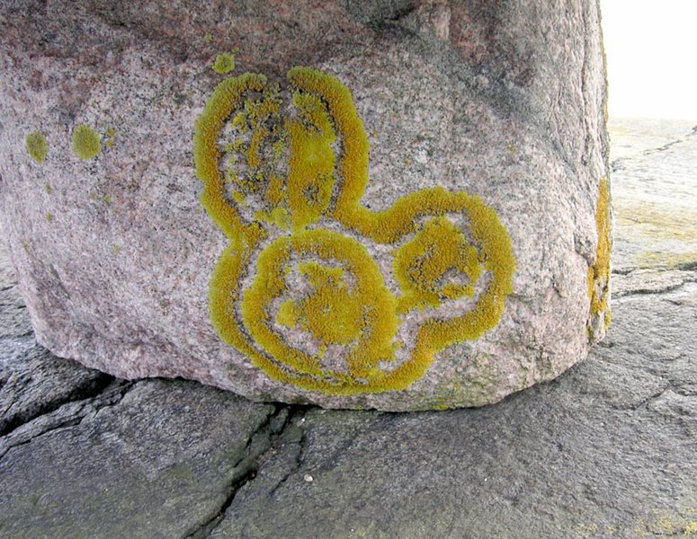 File:Lichen forming a Hidden Mickey.jpg