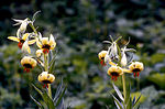 Vignette pour Lilium ciliatum