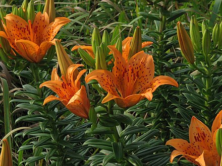 Типа лилии. Lilium maculatum. Лилия Аполло. Лилия Bergamo. Лилия Fenice.