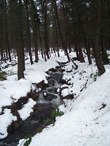 Limb Brook in Lady Cannings's Plantation above Ringinglow