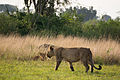 Queen Elizabeth National Park, Uganda