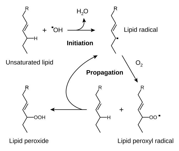 ファイル:Lipid peroxidation.svg