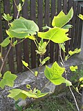 Thumbnail for File:Liriodendron tulipifera BG.jpg