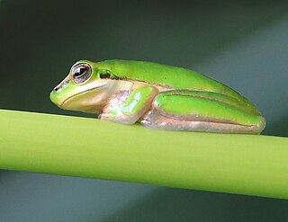 <span class="mw-page-title-main">Northern dwarf tree frog</span>