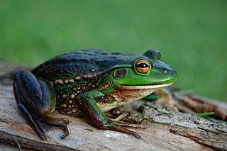 <span class="mw-page-title-main">Growling grass frog</span> Species of amphibian