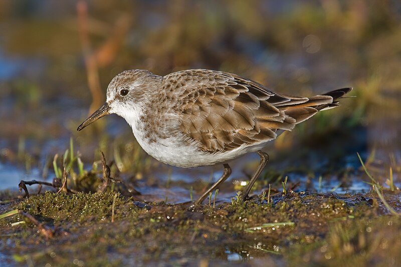 File:Little-Stint.jpg