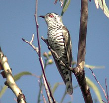 Cuckoo - Wikipedia