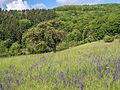 * Nomination View of the natural forest reserve in near Lohndorf in Upper Franconia --Ermell 07:35, 24 May 2017 (UTC) * Promotion Good quality. --Jacek Halicki 08:17, 24 May 2017 (UTC)