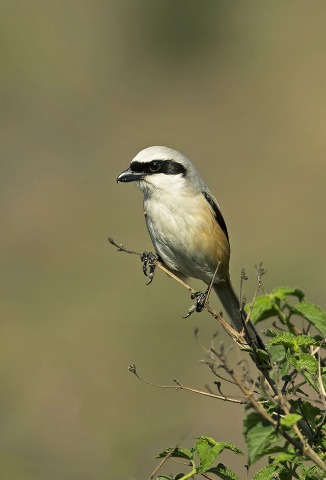 Rufous-backed Shrike (Lanius schach), 08-March-2008 09:18 A…