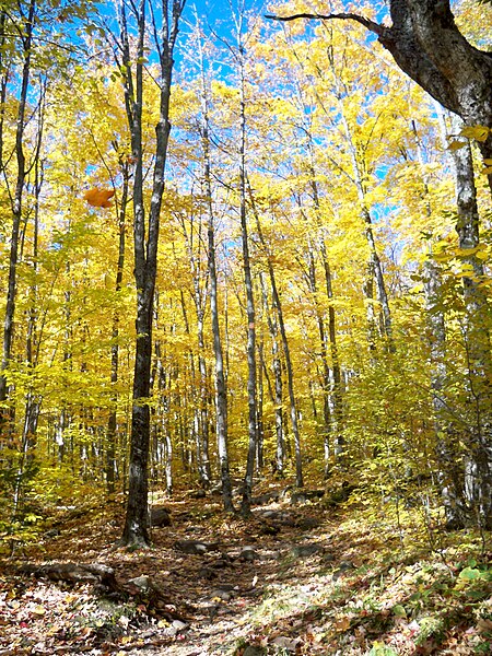 File:Lookout Trail, Algonquin Park.jpg