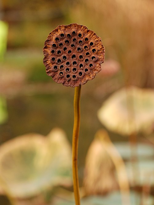Lotus Nelumbo 'Mrs. Perry D. Slocum' Dried Seed Head 2000px.jpg