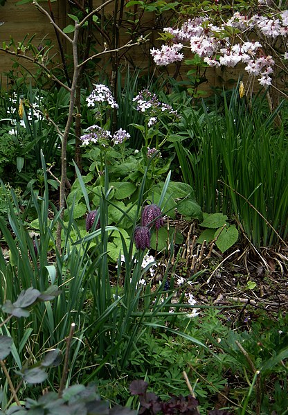 File:Lunaria rediviva - Flickr - peganum (1).jpg