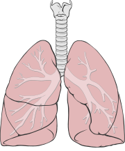 Lungs diagram simple.svg