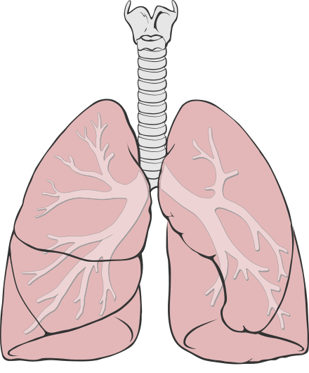 Рисунок легких человека. Легкие орган. Легкие рисунки.