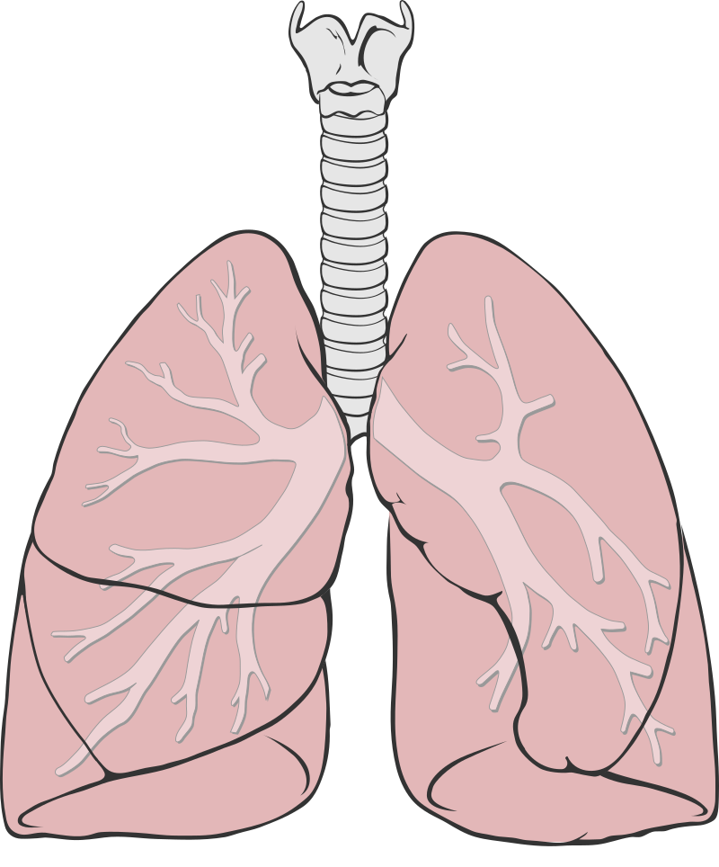 heart and lungs diagram