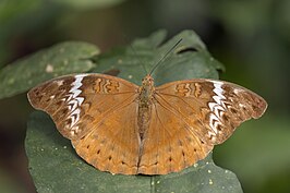 Cymothoe lurida