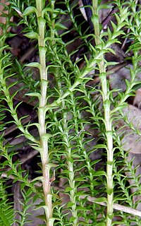 <i>Lateristachys</i> Genus of spore-bearing plants