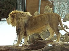 Трансваальский лев (Panthera leo krugeri) в зоопарке Филадельфии[en]