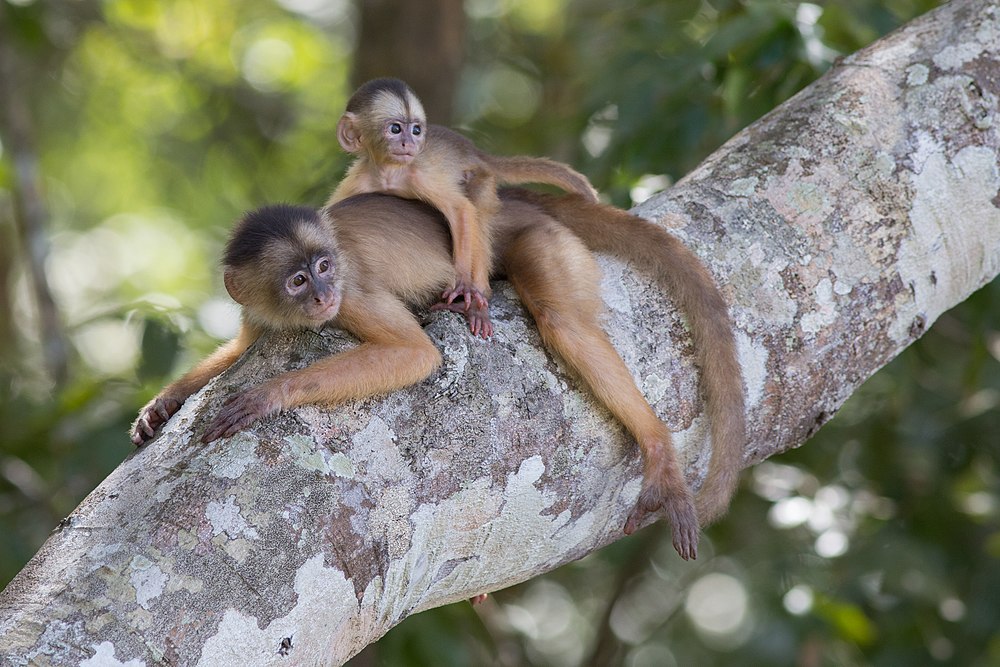 The average adult size of a Humboldt's white-fronted capuchin is  (1' 4