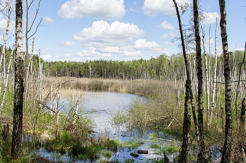 File:Macierowe Bagno, Stara Miłosna, Wesoła, Warszawa 9.jpg