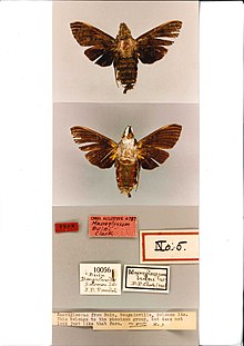 Macroglossum buini holotype (Папуа Жаңа Гвинея, Буганвилл, Буйин) (CMNH) .jpg